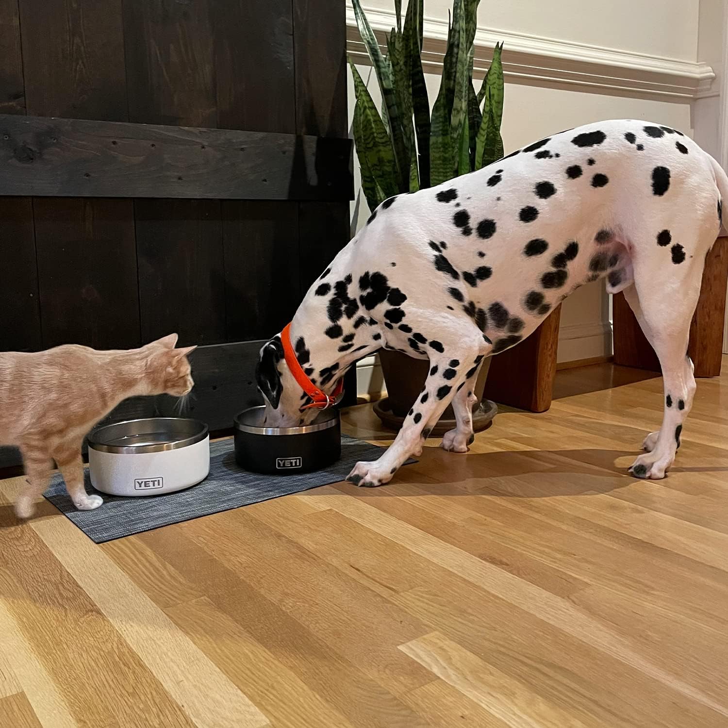 Bowl Para Perro Boomer 8 YETI